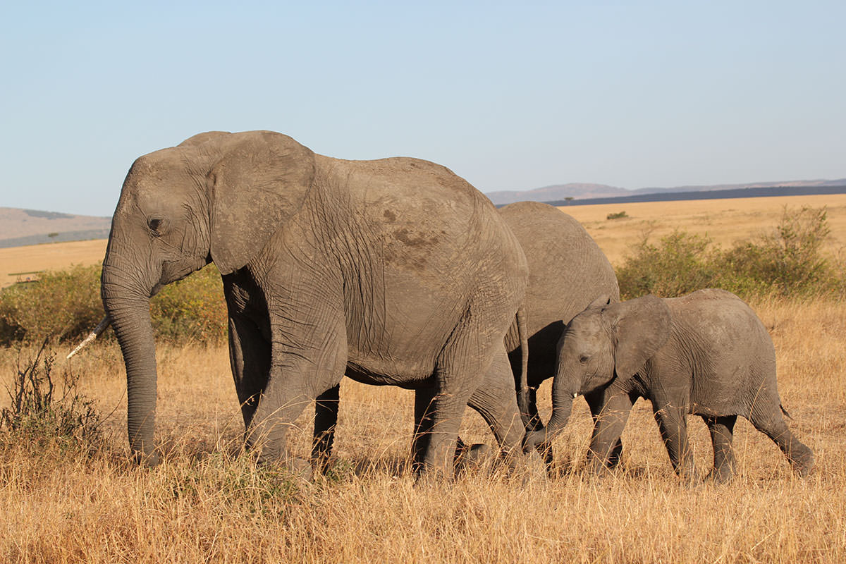 象の親子 - マサイ・マラ国立保護区