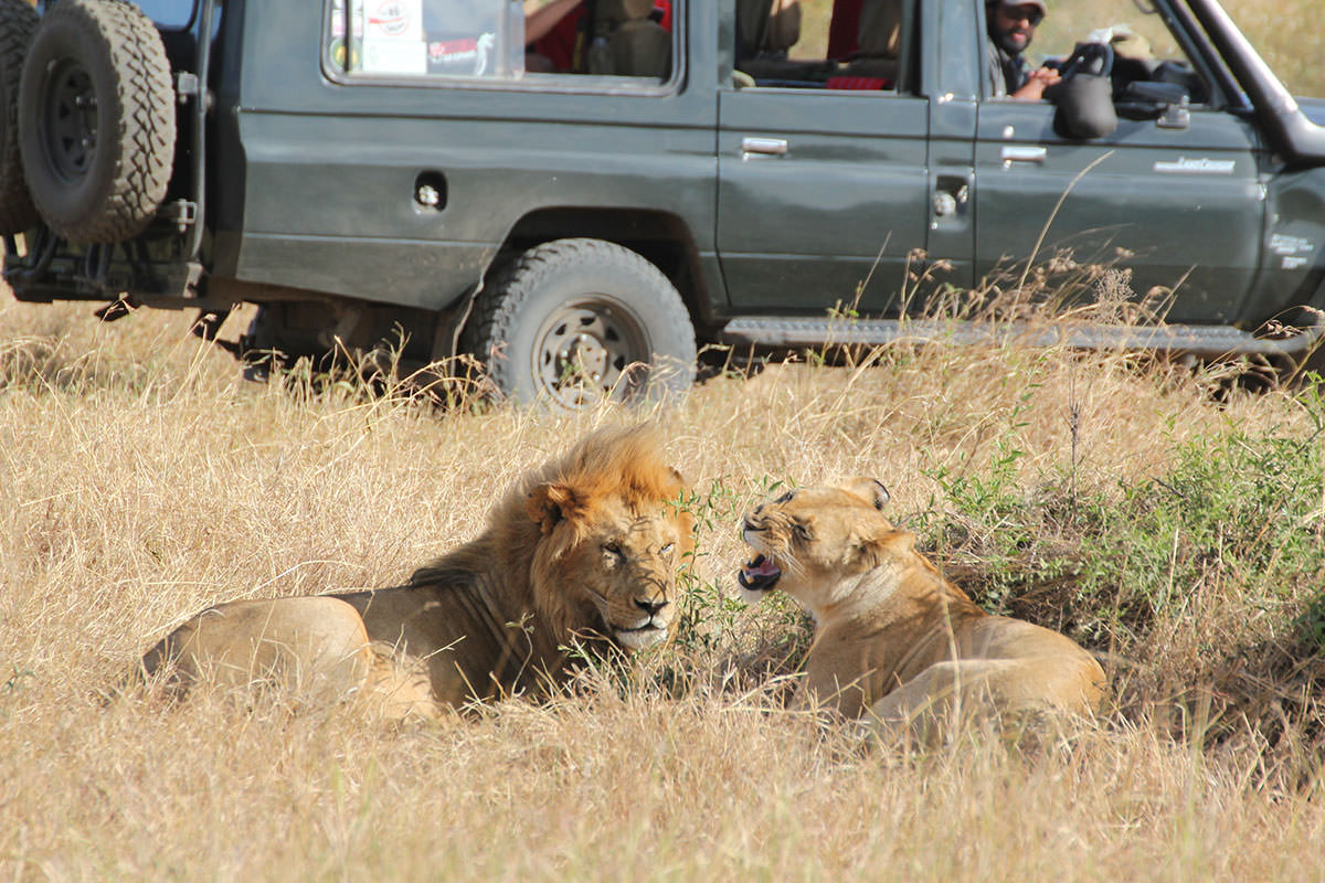 ライオンのハネムーン - マサイ・マラ国立保護区