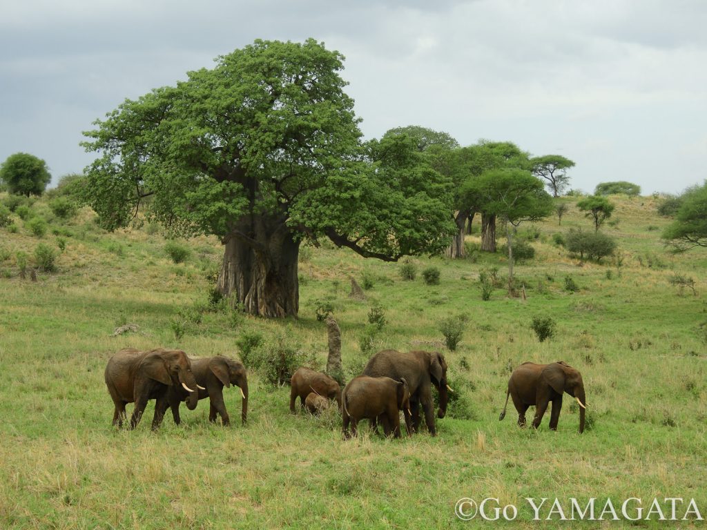 タランギレ国立公園のバオバブとゾウ