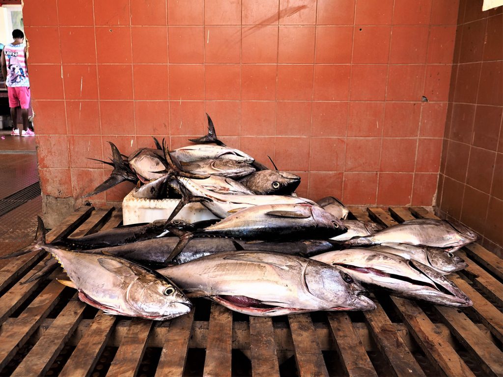 タイセイヨウマグロは、カーボ・ヴェルデ漁業の主要魚種です。どんどん持ってけ！
