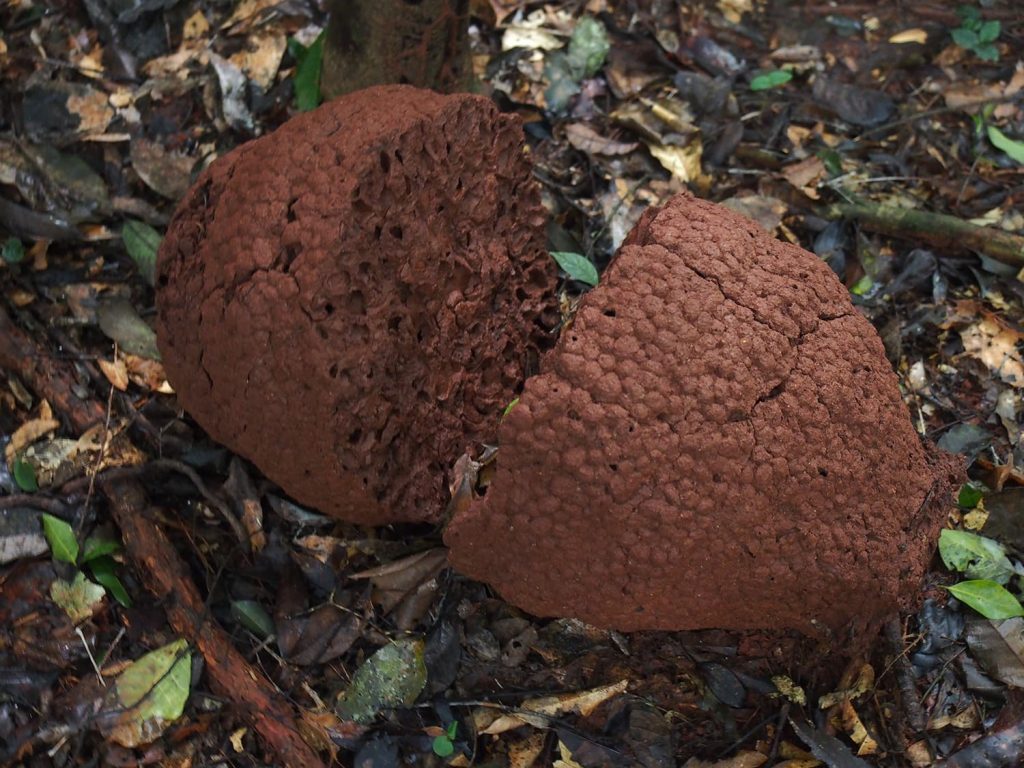 特徴的な森の蟻塚
