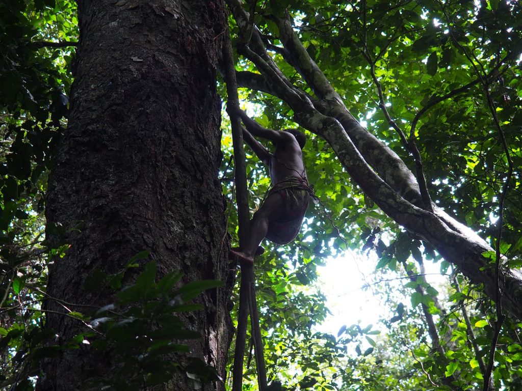 蜂蜜採取のため、木にスルスルと登っていきます