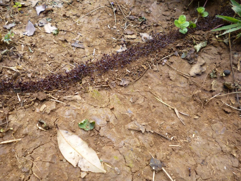 エチオピアで使われているアムハラ語で蟻はグンダン
