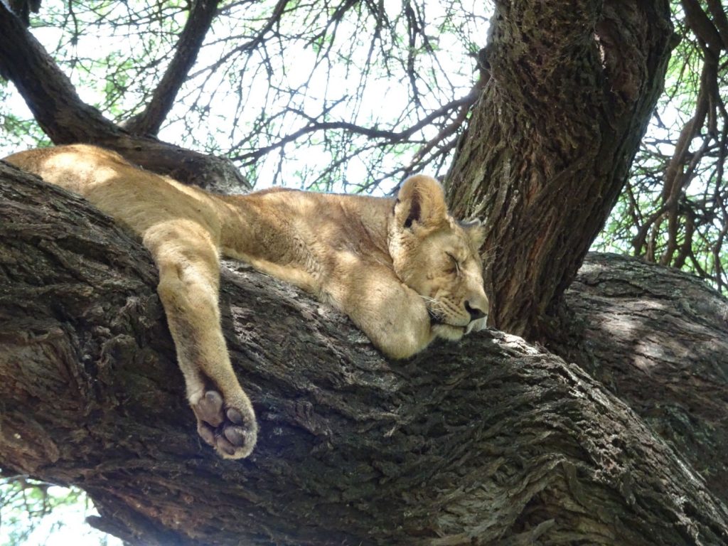 木登り子どもライオン２