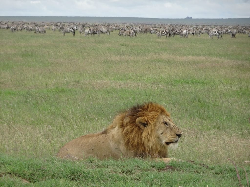 草食動物のすぐ近くにライオン発見！