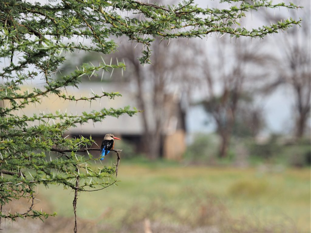Grey-headed Kingfisher/ハイガシラショウビン。差し色のコバルトブルーがきれいです。ケニアにはカワセミの仲間が15種類いるそうです。