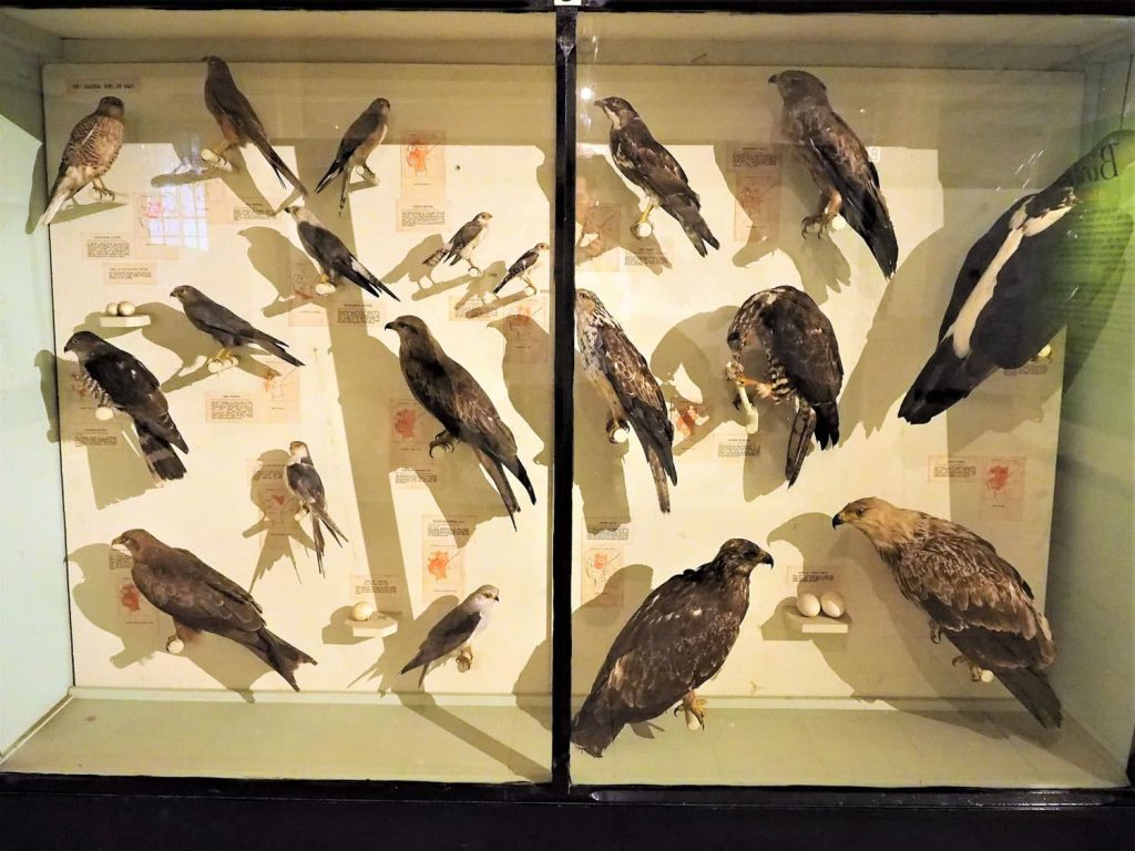 500種類を超える(!)鳥類の剥製コーナーは見ごたえ満点です。