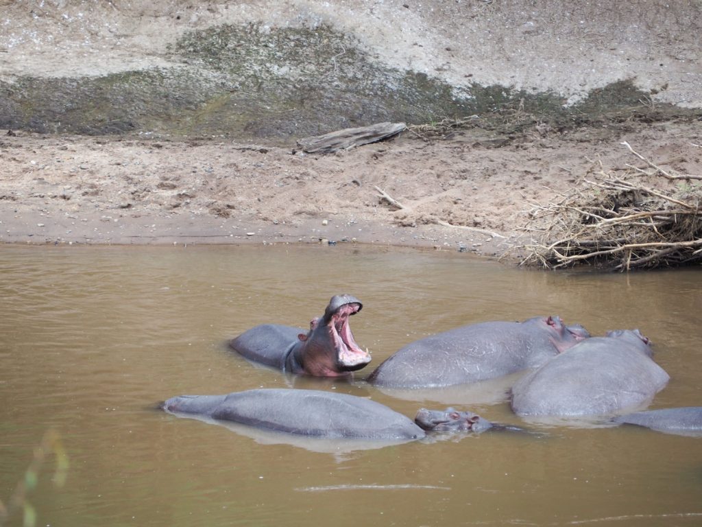 マラ川で日課の水浴び中のカバの家族。