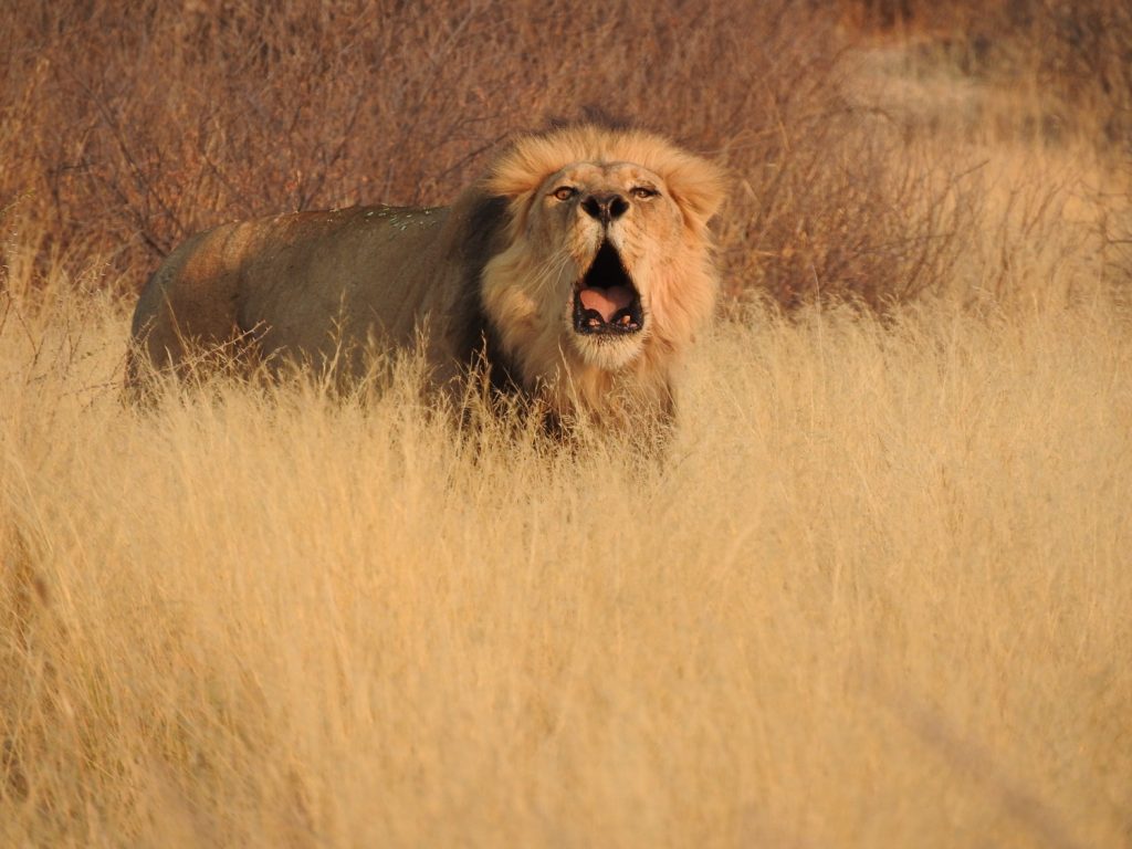 朝、オスライオンが吠えていました。あくびの顔とは明らかに違いますね。