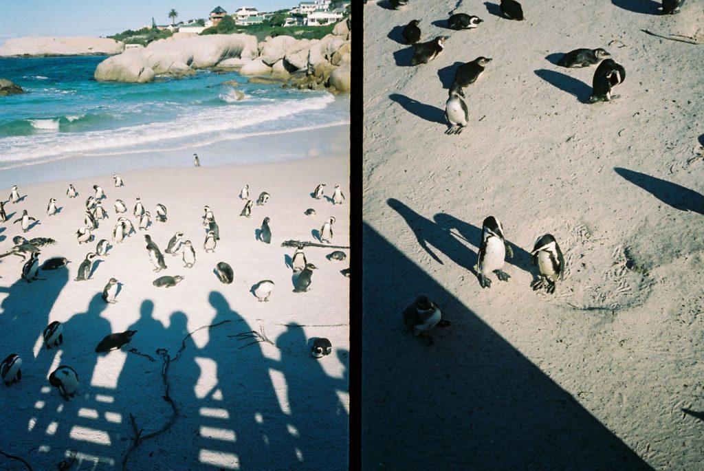 ペンギンが住むボルターズ・ビーチ。ペンギンがよちよち歩く姿は可愛すぎました。