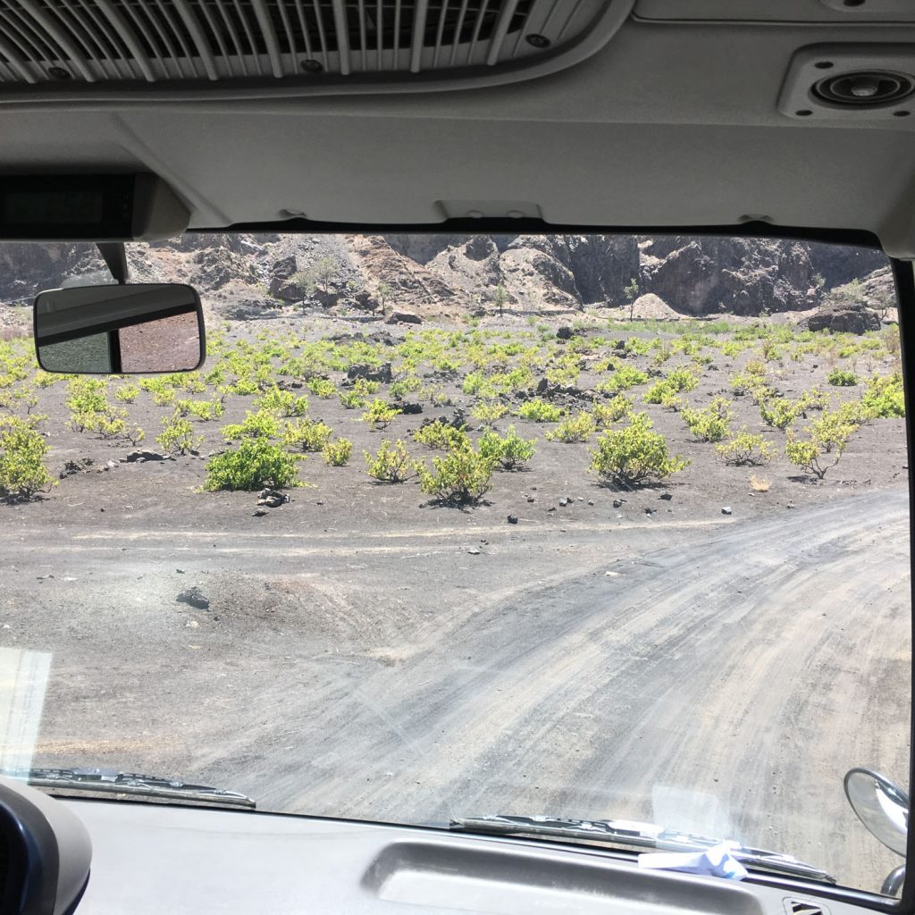 カルデラ内には様々な作物が植えられていますが、その一つにぶどうがあります！火山灰に含まれたミネラル豊富な大地に育つブドウ。そのまま食べても美味しかったです！
