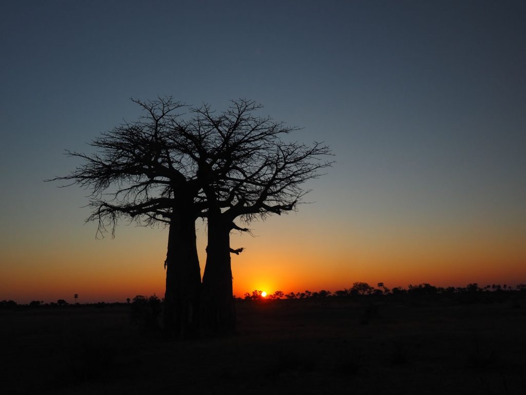 バオバブの木の向こうに沈む夕日