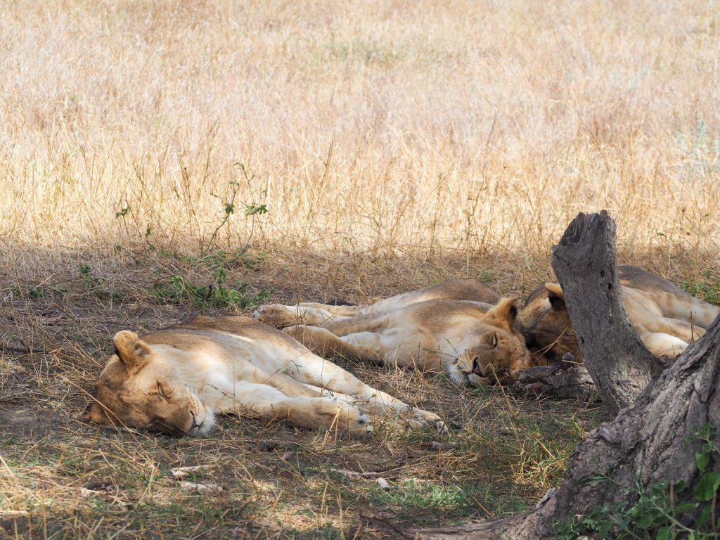 おしりを向けて仲良く寝るライオン4兄弟。