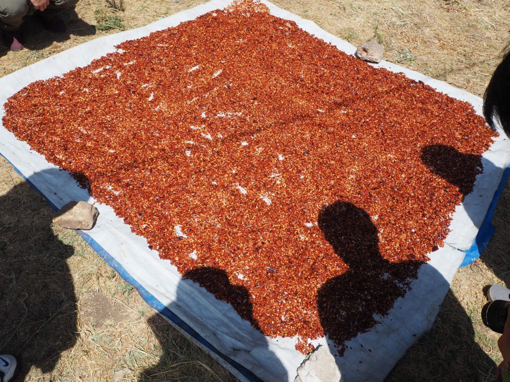 教会の庭に干してあった赤唐辛子。エチオピア料理には欠かせないスパイス！