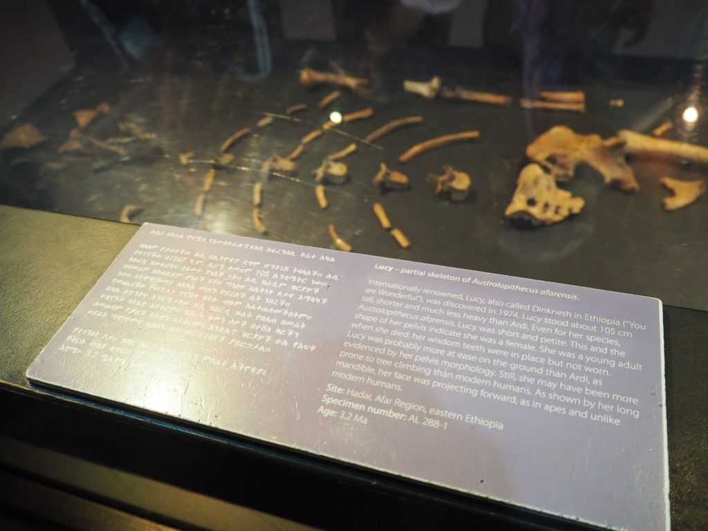 エチオピアは300万年以上前に生存していたといわれる人骨化石・ルーシー家族が展示されております。（レプリカ） 私たちの祖先はエチオピアを含む東アフリカ地域で誕生したといわれており、未だに謎も多い人類のルーツを知ることは非常に興味深く、人類の進化に感動です。