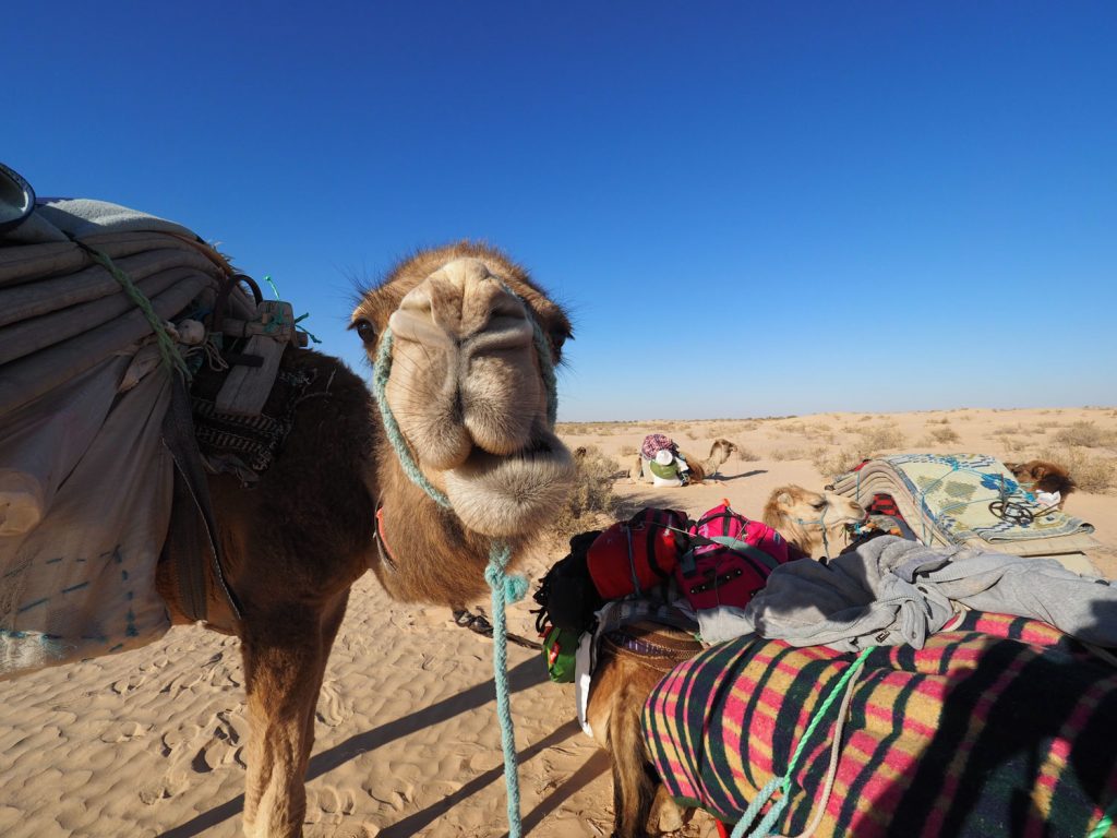 「砂漠の船」とも呼ばれるラクダ、この不思議な家畜とともに砂漠を歩きます