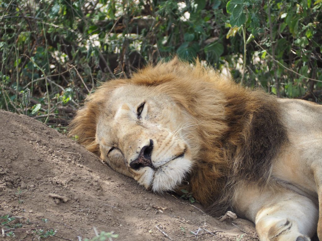 居眠りライオン。