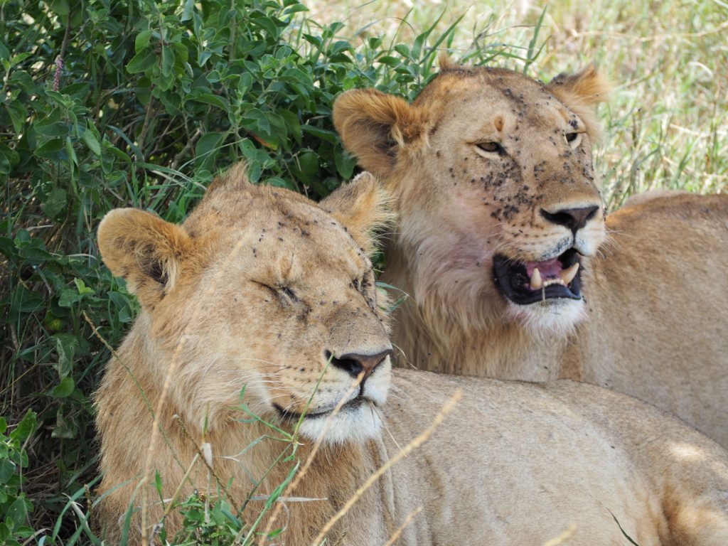 若いライオン兄弟。昨日狩りをしたようで、顔の周りにはハエが。