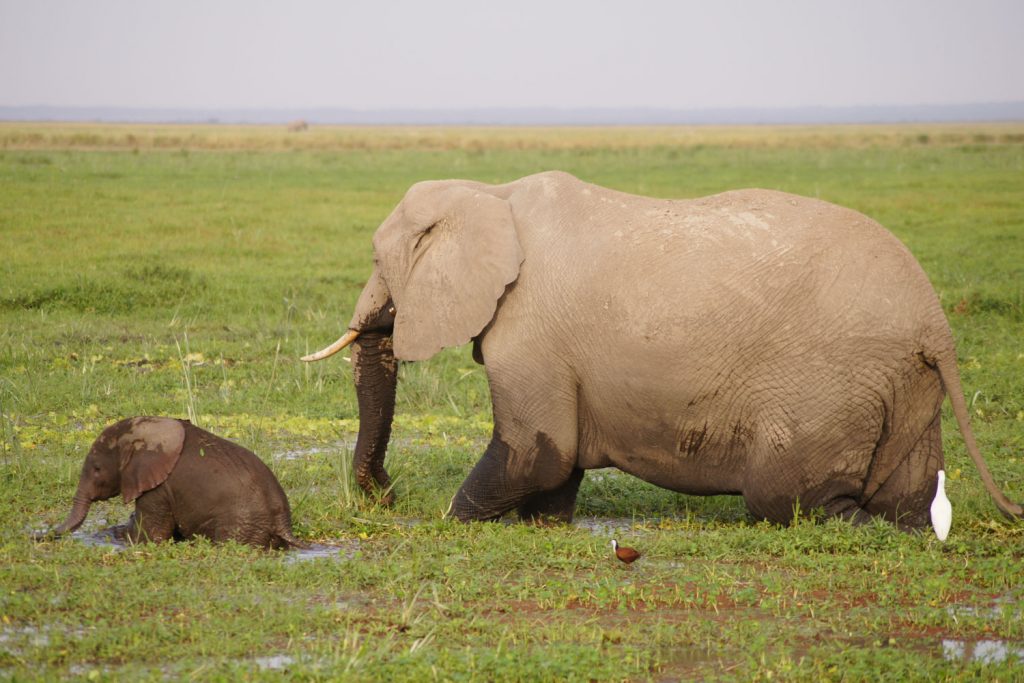 足がおぼつかない赤ちゃん象とそれを見守るお母さん。