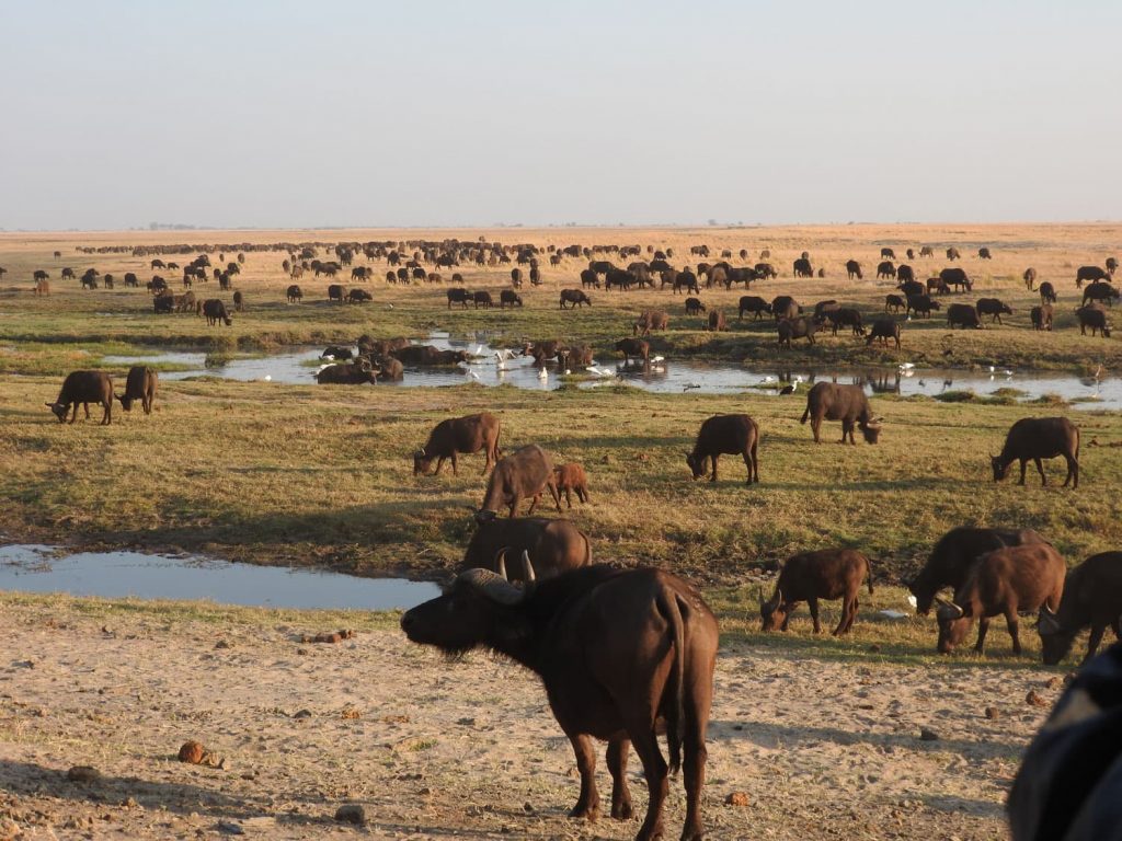乾季はチョベ川に動物が集まります。500頭以上のバッファローがいました。