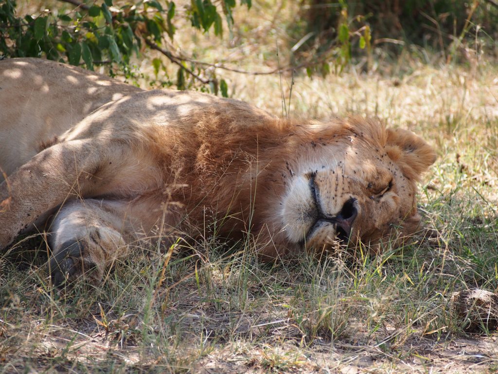 日陰でのんびり休むライオン