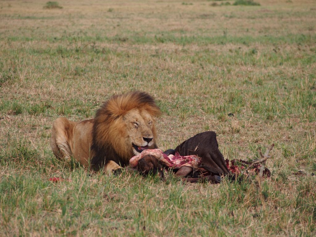 最後の早朝サファリでは豪快に食事をとるライオンにも会えました。にっこり笑っているかの表情です。