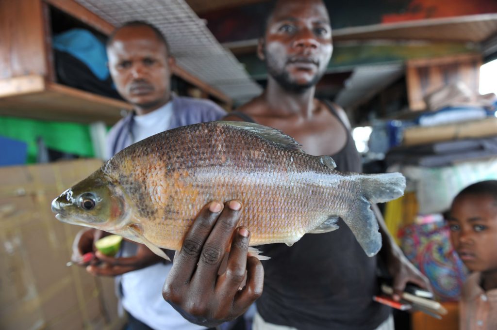コンゴ川の新鮮な魚。ボトという鯉のような魚や肺魚が一番の美味！？