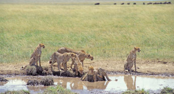 WILD AFRICA 12　繊細さと危うさを感じさせるチーター