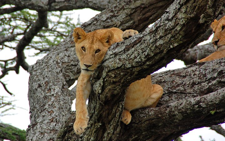 アフリカ屈指の観光地、タンザニアの「セレンゲティ国立公園」は大自然そのもの