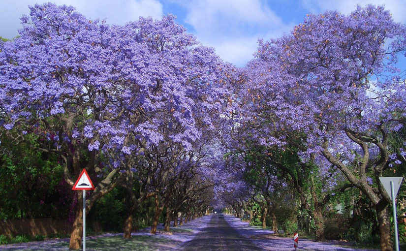 南アフリカ、プレトリアで見られる満開のジャカランダ並木