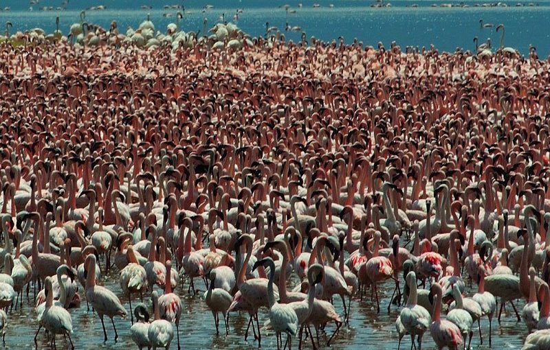 ケニア、ナクル湖に来なくなったフラミンゴの群れはボゴリア湖にいた