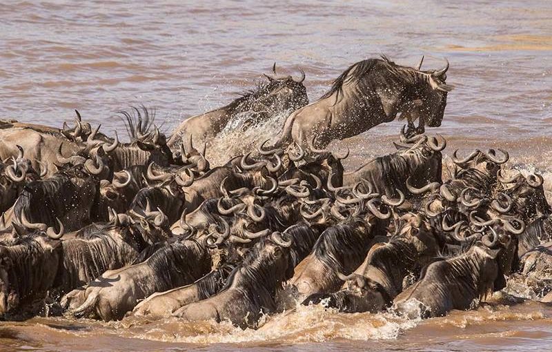 ケニアのマサイ・マラ国立保護区でヌーの川渡り その1