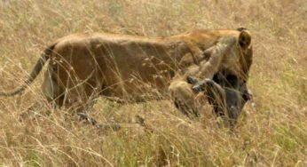 タンザニア・セレンゲティ国立公園で雌ライオンがイボイノシシをハンティング
