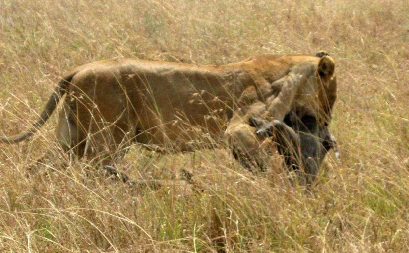 タンザニア・セレンゲティ国立公園で雌ライオンがイボイノシシをハンティング