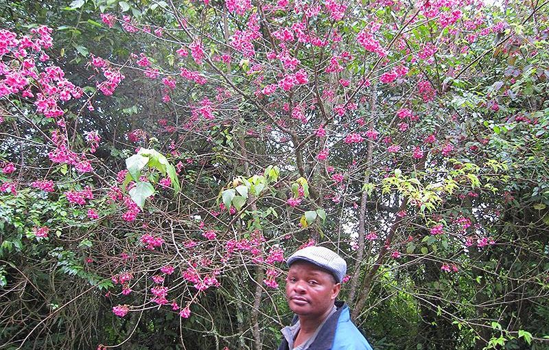 キリマンジャロの桜