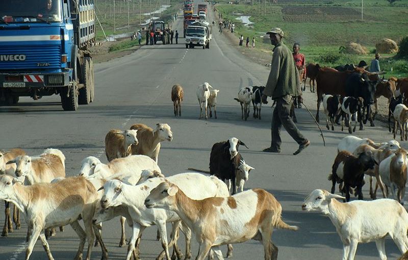 エチオピアの家畜