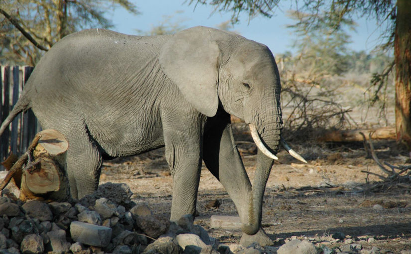 アフリカゾウとアジアゾウの違い | アフリカ旅行の道祖神ブログ