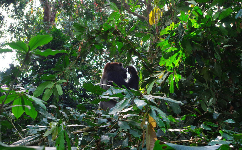 ヌアバレ・ンドキ国立公園（コンゴ共和国）