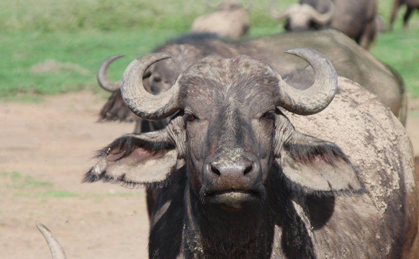 サファリ・ビッグ5の一角、アフリカ水牛（アフリカバッファロー）