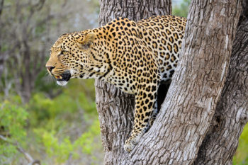 「南アフリカ クルーガー国立公園 サファリ＆ウォーク 8日間」の写真