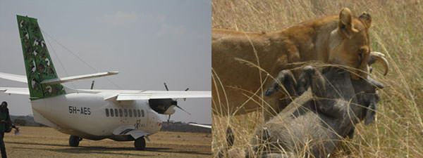 左) こんなに可愛い絵が描かれた軽飛行機。セレンゲティの滑走路に駐機していました。 右) 仕留めたイボイノシシを運ぶメスライオン。