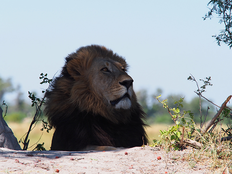 見事な黒いタテガミの雄ライオン アフリカ旅行の道祖神ブログ