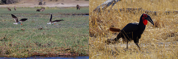 嘴が鮮やかなハサミアジサシ、African Skimmer（左）。飛べるのに飛ばない、Southern Grand Hornbill（右）。