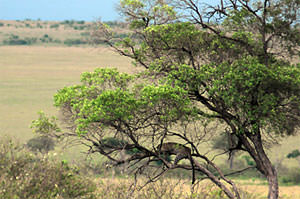 樹上で寝るヒョウ – マサイマラ