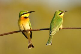 15-Bee-eater