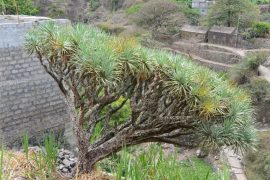イエメンのソコトラ島で有名な竜血樹。この島の固有の植物も見られます。