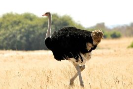 24-Ostrich