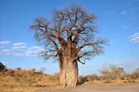 25-Baobab