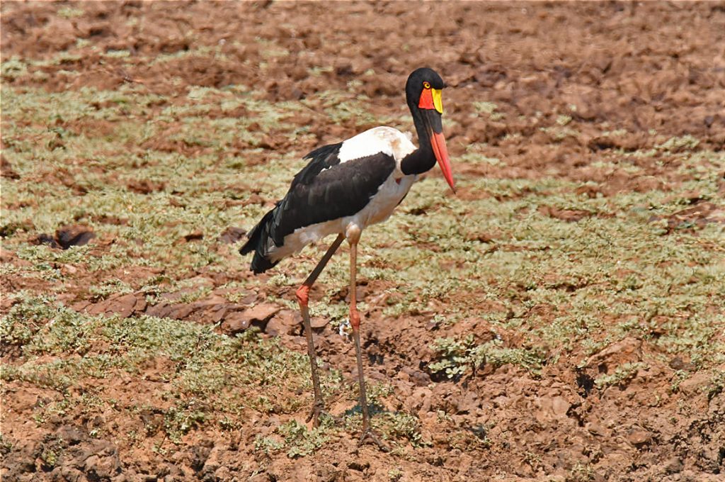 Saddle Billed Stork クラハシコウ アフリカ旅行の道祖神ブログ