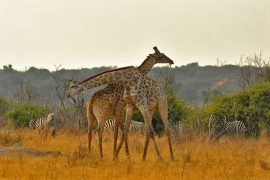 35-Giraffe